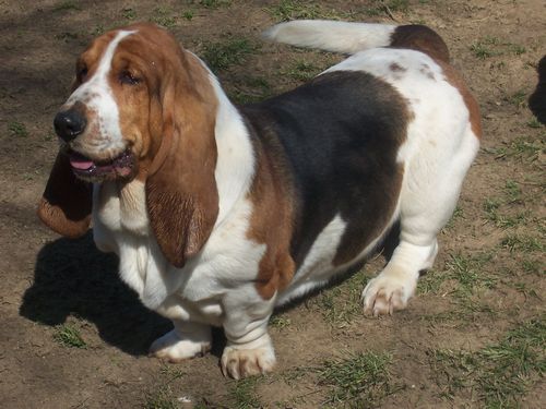 en vrac des vents de la genete | Basset Hound 