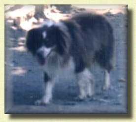 Valhalla's Rustler | Australian Shepherd 