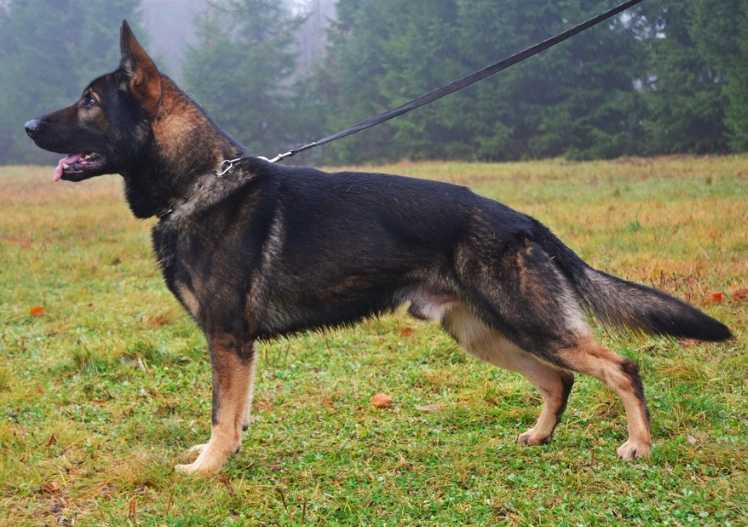 Chulio z Jurschtavu | German Shepherd Dog 