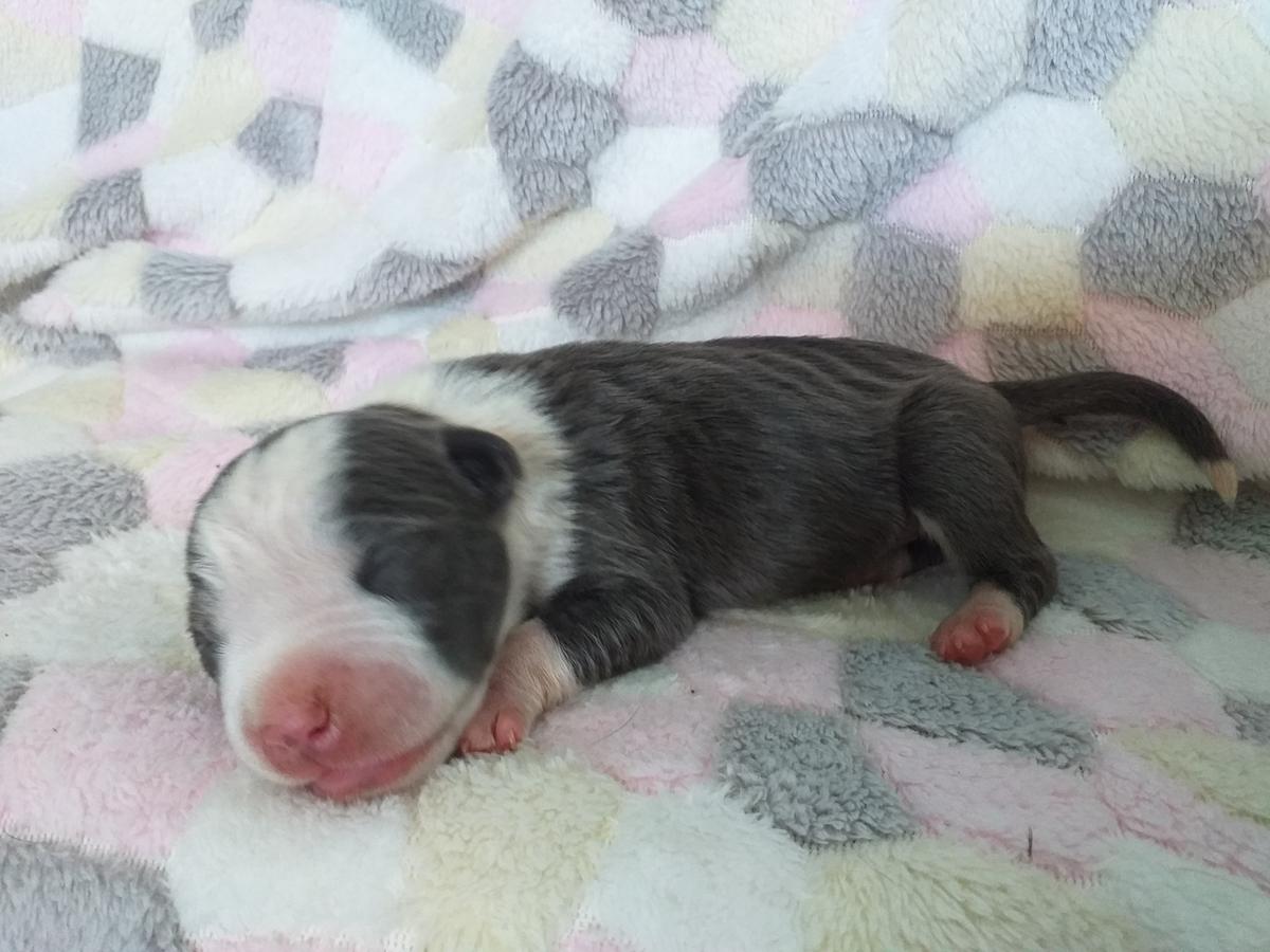 Moon Legends Blue Corvette | American Staffordshire Terrier 