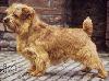 Catastrofe's Double Trouble | Norfolk Terrier 