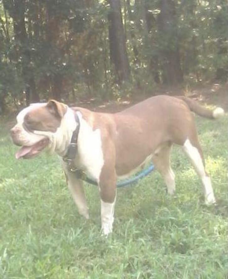 MGK Layla | Alapaha Blue Blood Bulldog 