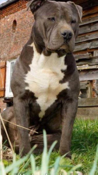 Hulkblue | American Staffordshire Terrier 