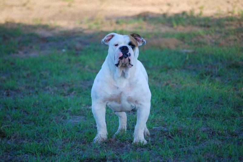 Texas Outlaw's Hope | Olde English Bulldogge 