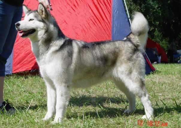 INDIAN SUMMER Inditarod | Alaskan Malamute 