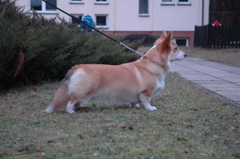 Bronka Lisiura | Pembroke Welsh Corgi 