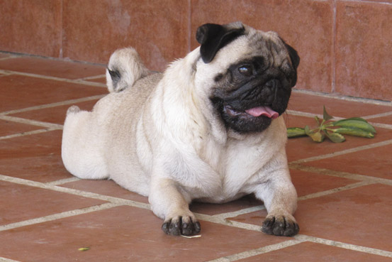 Marbelton English Rose | Pug 