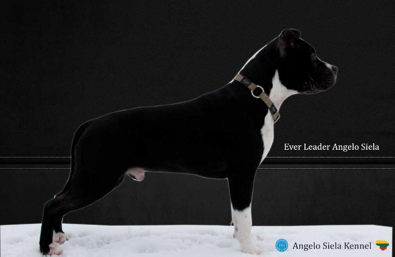 Ever Leader Angelo Siela | American Staffordshire Terrier 
