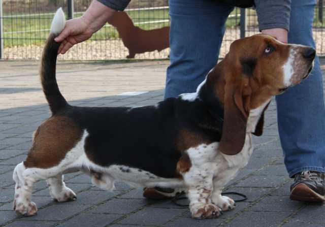 New Bellecombe Valmont | Basset Hound 