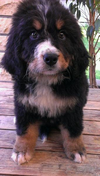 Beyla Cerra Starzhy | Bernese Mountain Dog 