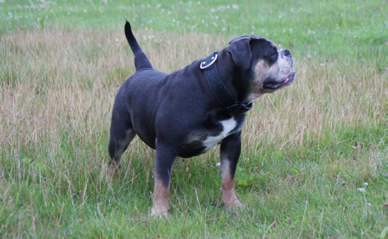 Romeni's Folmer | Olde English Bulldogge 