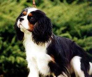 Maibee Hamilton Of Craigowl | Cavalier King Charles Spaniel 