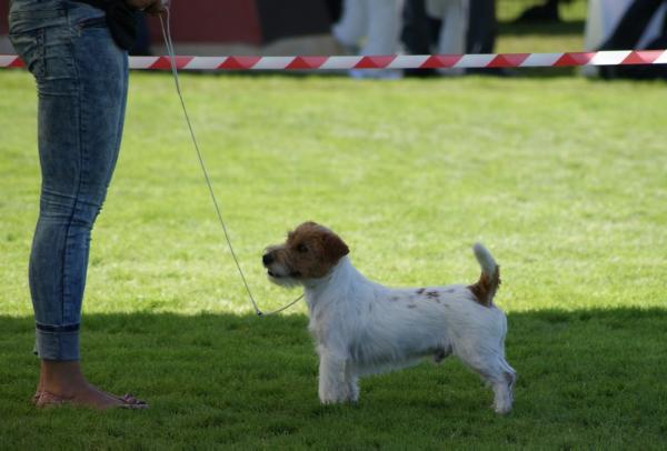 Jukebox Victory Garden | Jack Russell Terrier 