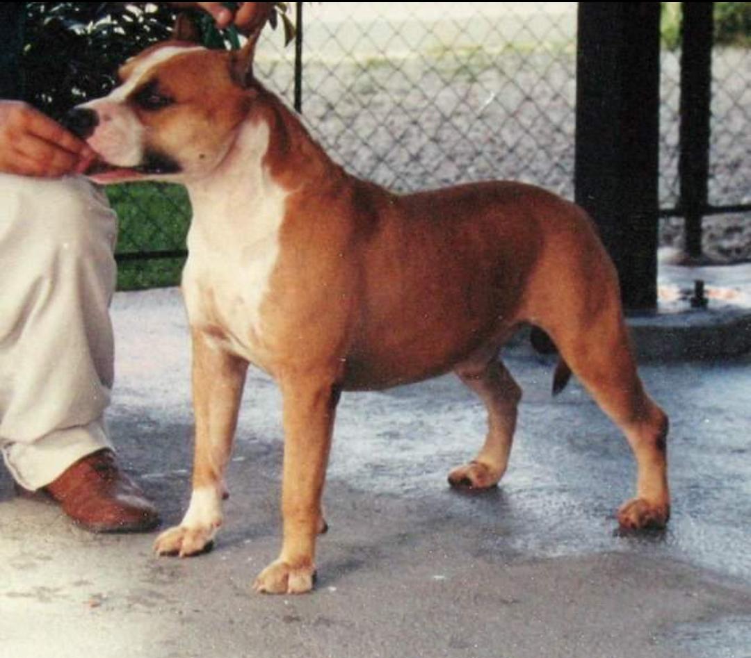 SCRAP - RACE CHEROKEE MSL J.I. | American Staffordshire Terrier 