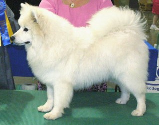 Kivas Miracle Goin For Th'Gold | American Eskimo Dog 