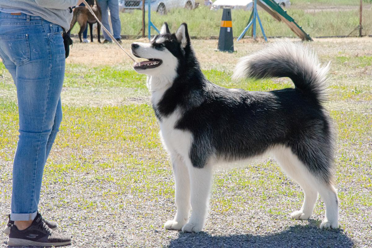 Raimona iz Imperii Tamriel | Alaskan Malamute 