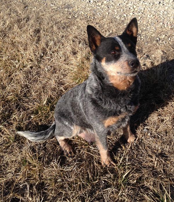 Rocking K Sara | Australian Cattle Dog 