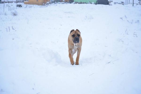 Thor Of Blue Line Hunter | Cane Corso 