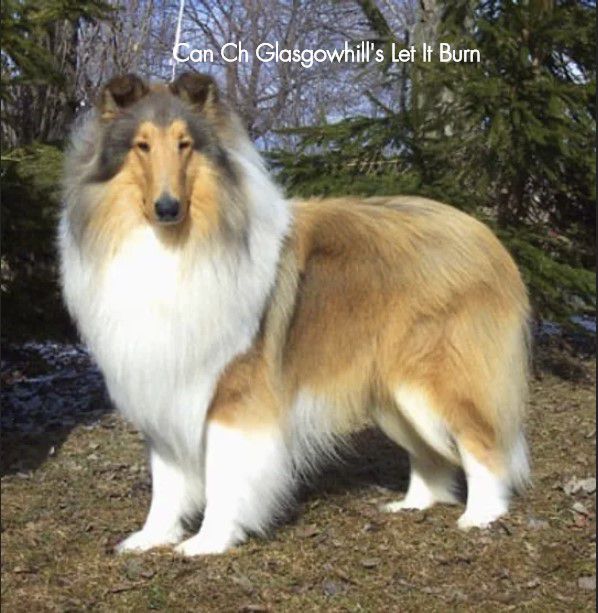 Glasgowhill's Let It Burn NE | Rough Collie 