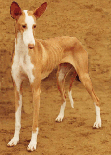 Redhills Sierra of Serandida | Ibizan Hound 