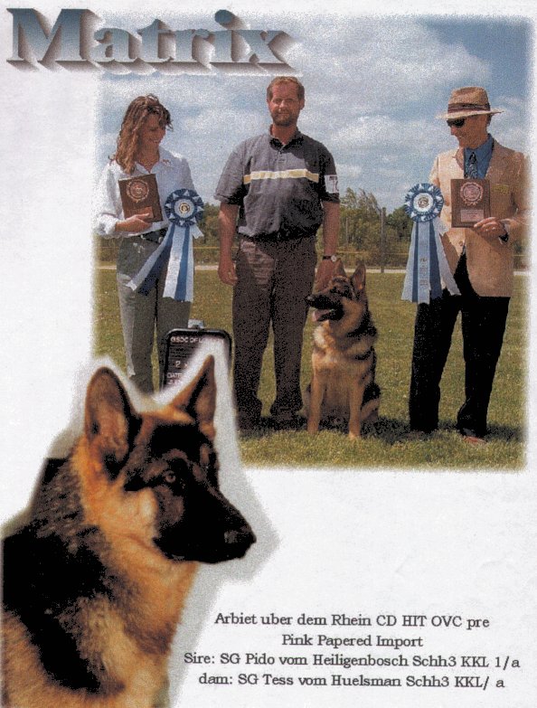 Arbeit über dem Rhein (Aber Dem Rhein) | German Shepherd Dog 