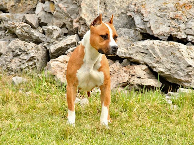 Alpine's Sweet And Sour | American Staffordshire Terrier 