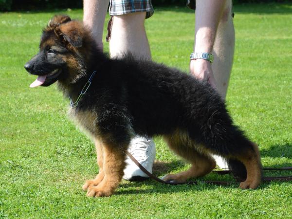 Toxi vom Holtkämper Hof | German Shepherd Dog 