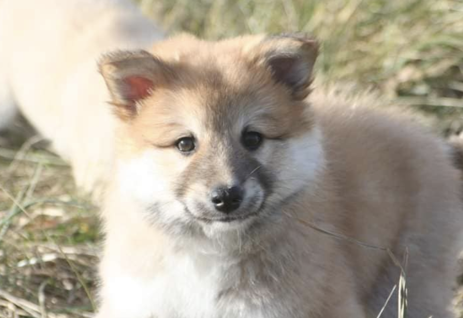 Valhalla's Go Your Own Way | Icelandic Sheepdog 
