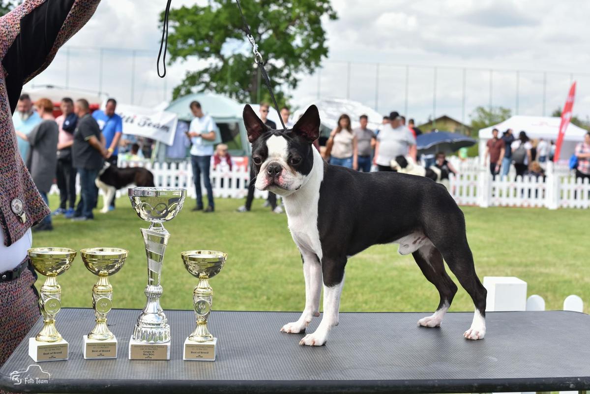 DOK'S PRIDE BRIGHT BOY | Boston Terrier 