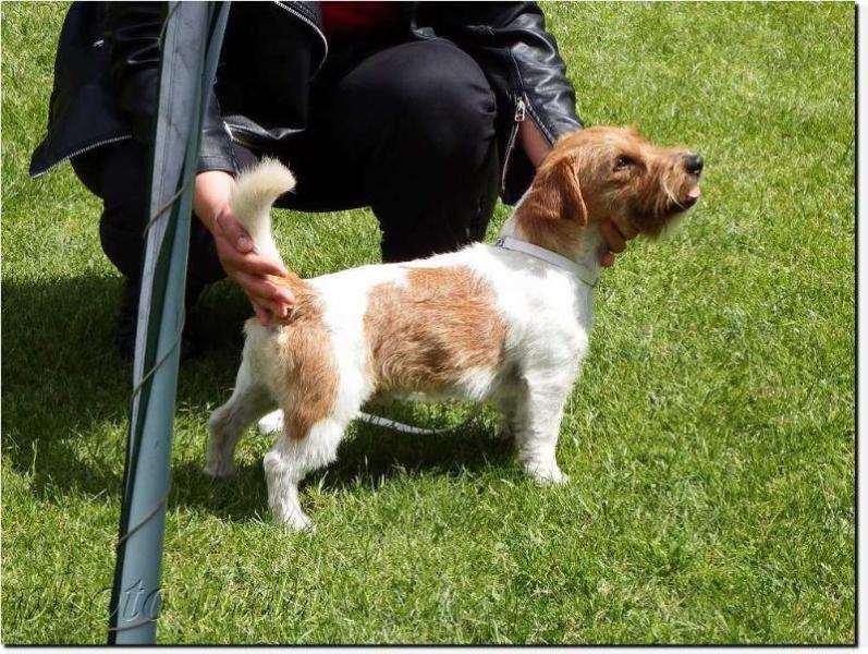 CHANGCHENGIT ZIOM Biala Sfora | Jack Russell Terrier 