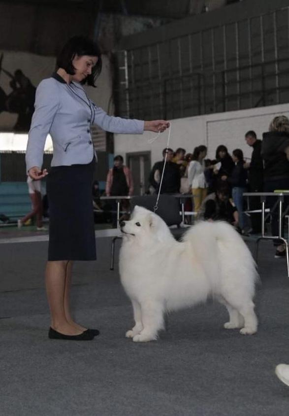 Amundsen Team Imperia Skorpiona | Samoyed 