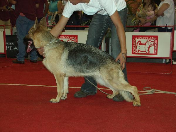 Onyx Von Arisch Verhaal | German Shepherd Dog 
