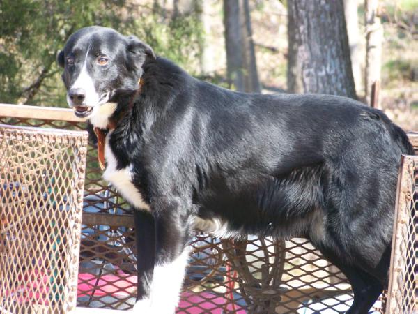 Snow Hill Lena | Border Collie 