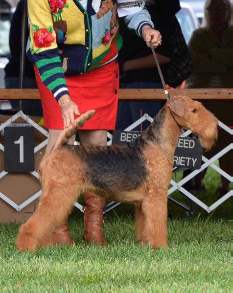 Spindletop's Party On The Patio | Airedale Terrier 