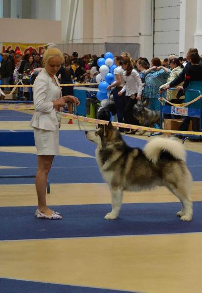 Mal Planet Donovan | Alaskan Malamute 