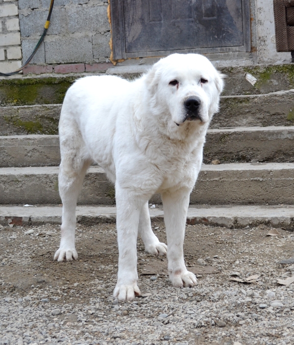 ??????? ?????? ?????? | Central Asian Shepherd Dog 