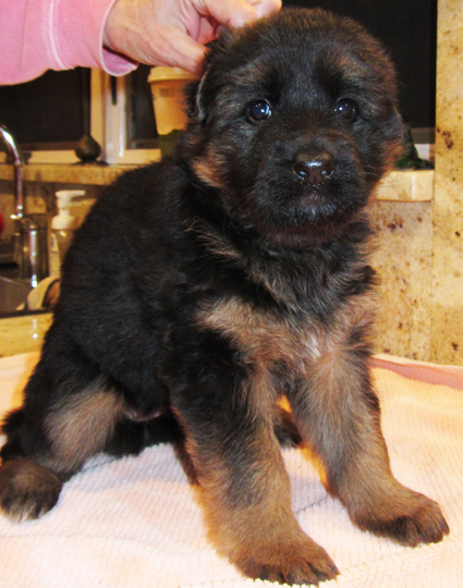 Ursis vom galied haus | German Shepherd Dog 