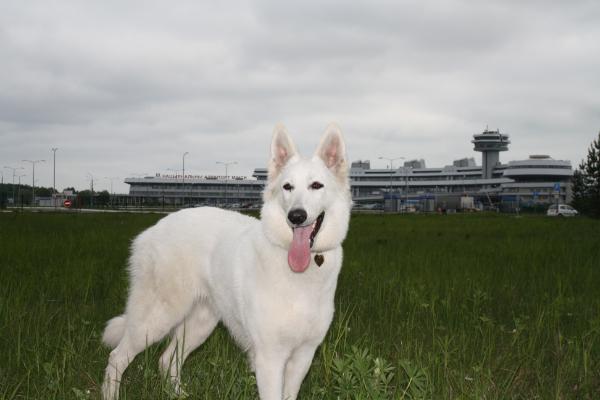 Kane-Pu-Ahio-Hio | White Swiss Shepherd Dog 