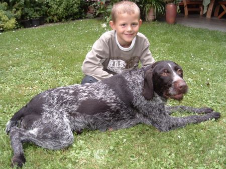 Romy vom Ostetal | German Wirehaired Pointer 