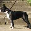 Finezja z Gdanska Rodem | Boston Terrier 