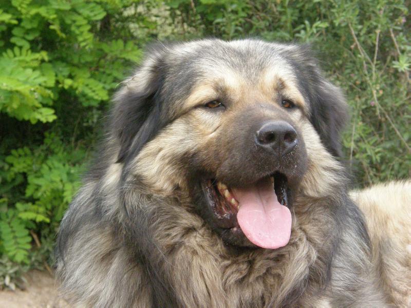 Emerson Manu Sharislands | Yugoslavian Shepherd Dog-Sarplaninac 