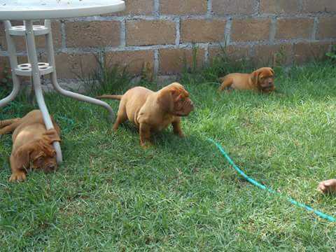 Sultán (Mejia) | Dogue de Bordeaux 