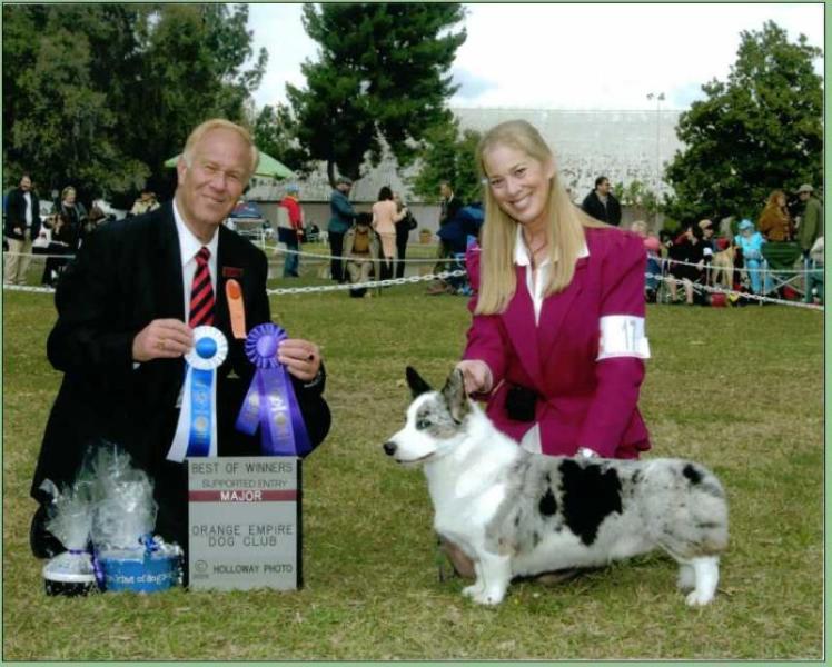 Coedwig's Silversmith At Beitshemesh | Cardigan Welsh Corgi 