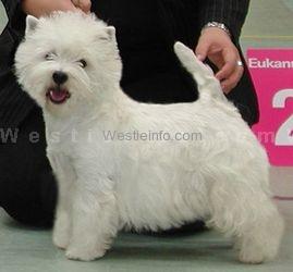 Los Angeles vom Deipen Brook | West Highland White Terrier 