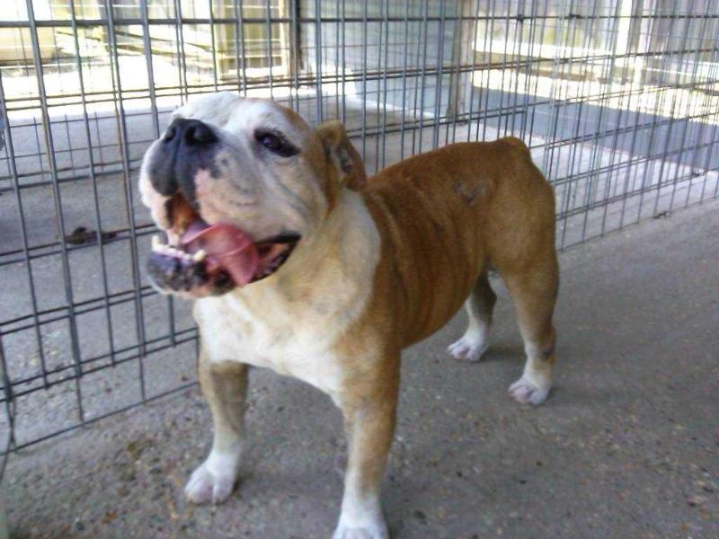 Petty's Double T's Chopper | Olde English Bulldogge 