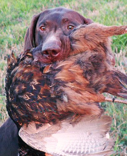 Blo De La Haille Au Loup | German Shorthaired Pointer 