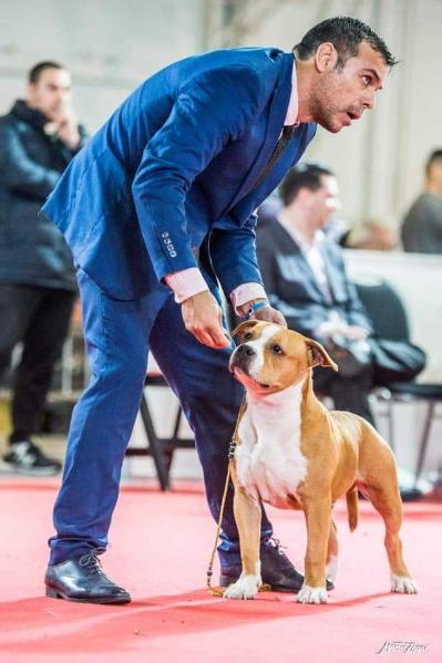 FORTUNA DE LA GRAN STRANIERA | American Staffordshire Terrier 