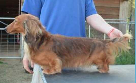 Stonerivers Next in Line ML | Dachshund 