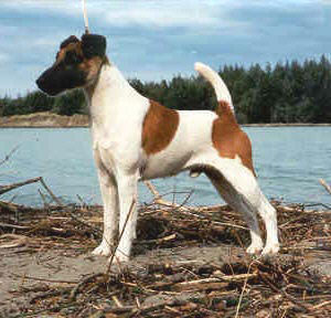 Tamatea Free Spirit | Smooth Fox Terrier 