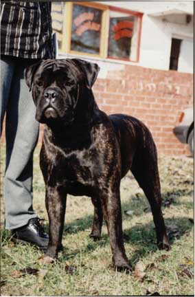 HOPEFUL COCTAIL PARTY | Bullmastiff 